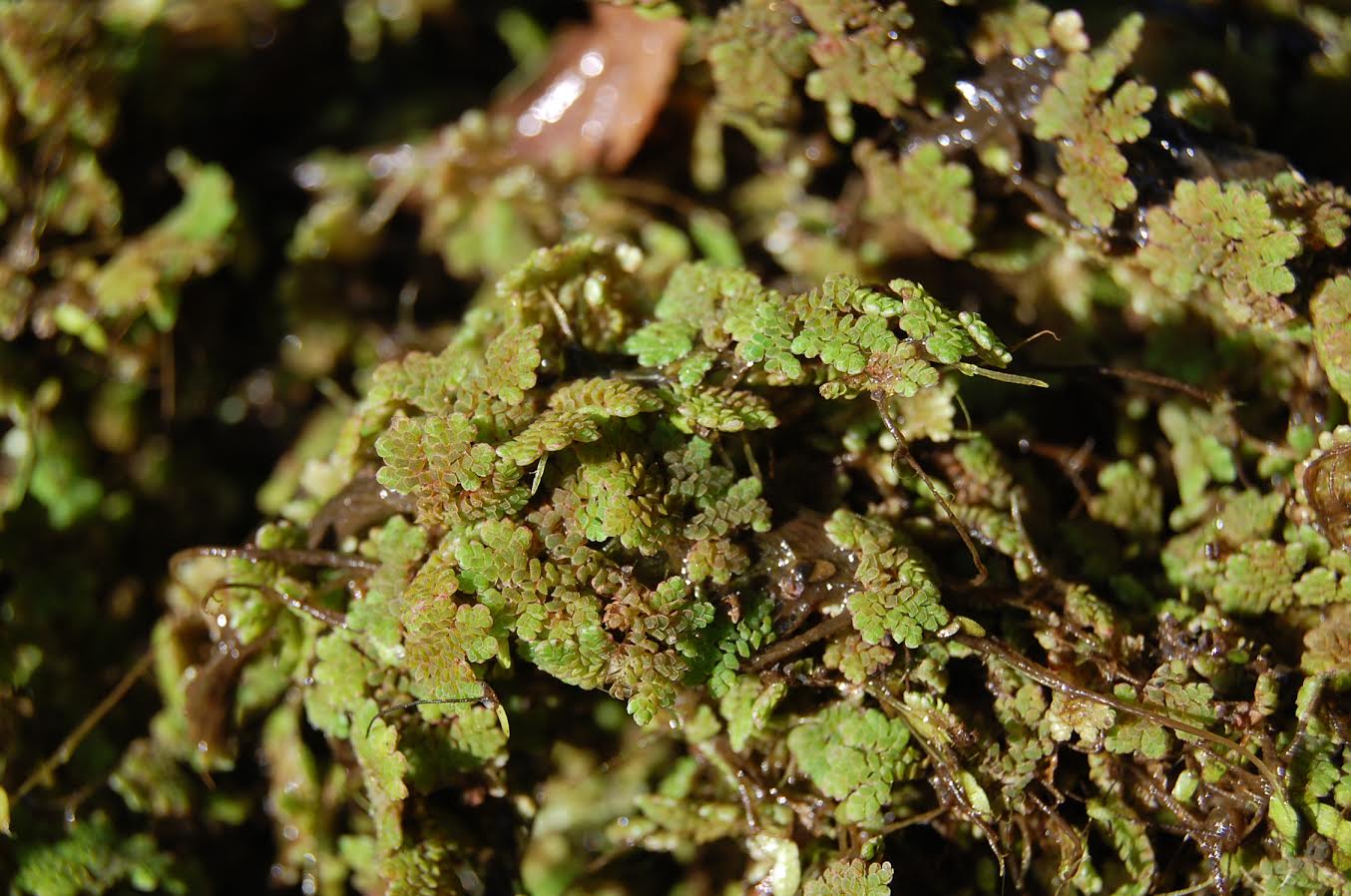 Fundación Naturaleza y Hombre contra la invasión de azolla en las lagunas