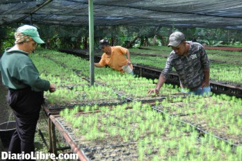 Anuncian recuperación 174 mil tareas bosques