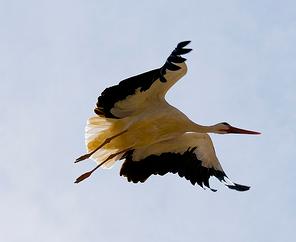 El refrán Por San Blas