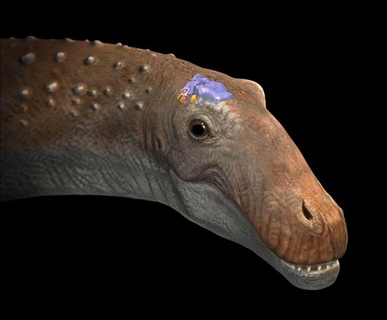 Descubren en Cuenca el primer dinosaurio Ampelosaurus de la península