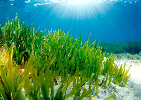 Posidonia oceánica. Salvando Formentera