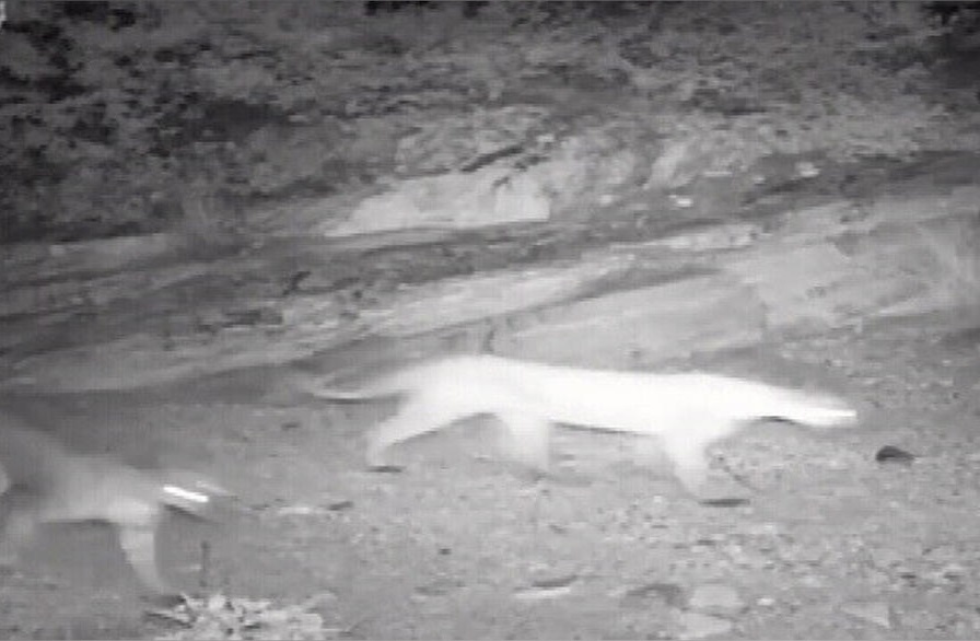 Captan una leona de montaña con sus crías en un área recreacional en Arizona