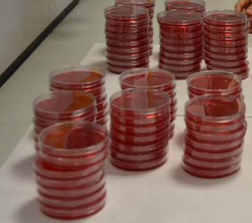 Un hongo como fertilizante agrícola