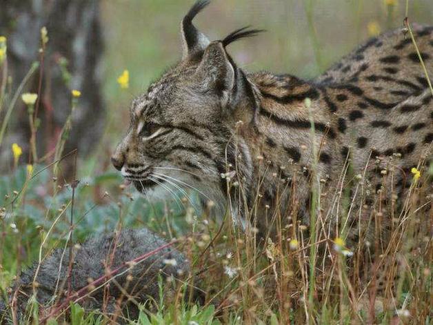 Liberado en el entorno del río Guarrizas un lince procedente de Sierra Morena