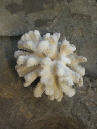 Requisadas en Madrid más de 512.000 piezas de coral