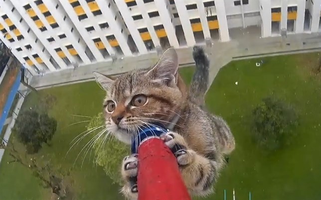 Rescate al límite de un gato atrapado (Ver VIDEO)