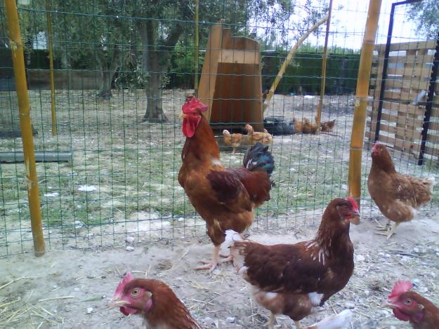 Crece escándalo por forraje contaminado en granjas alemanas