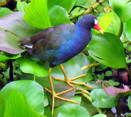 Fauna silvestre a merced de traficantes