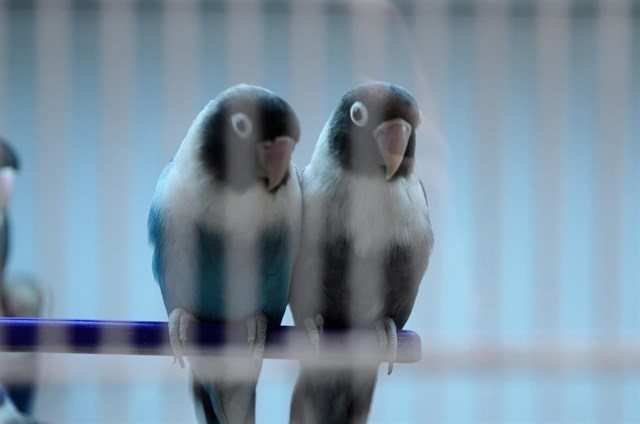 Detenido en Bangladesh un hombre que pretendía traficar con más de 600 pájaros