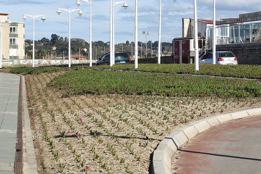 Asturias. El Ayuntamiento de Gijón utiliza plantas invasoras prohibidas.