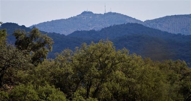El Foro por la Sostenibilidad del Eucalipto se ‘afianza’