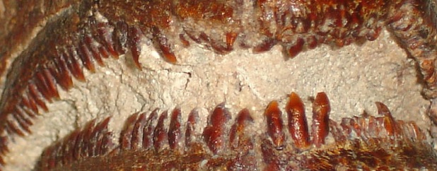 Paleontólogos pescaron un dorado de ocho millones de años de antigüedad