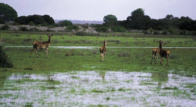 Ecosistemas del Milenio en España