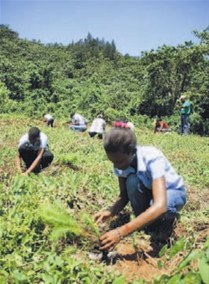 Medio Ambiente inicia reforestación en la frontera
