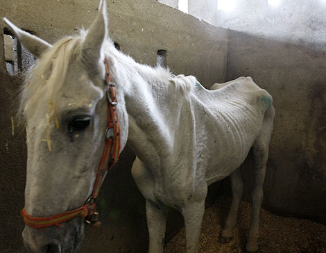Detenido en Quesada (Jaén) tras hallar 12 caballos en estado crítico de desnutrición y pésimas condiciones
