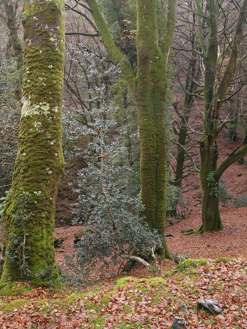 Asturias. Salvemos las Tejedas y la Biescona