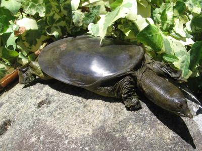 El Consell captura más de 1.000 ejemplares de tortugas exóticas en la Marjaleria de Castellón