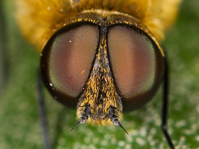 Empresa británica solicita liberar al medio ambiente moscas transgénicas en Cataluña