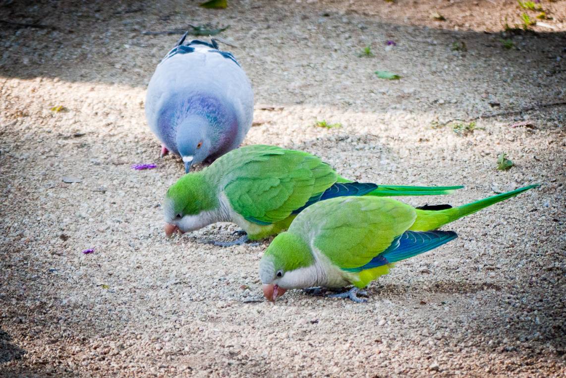 Los secretos para tener éxito de las especies invasoras