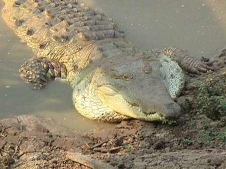 La Fundación Biodiversidad y la Asociación Chelonia presentan el avance de los resultados del Programa de conservación y manejo del cocodrilo del Orinoco