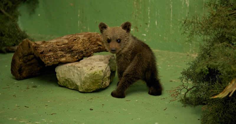 La osa Jimena murió por miopatía de estrés en su traslado