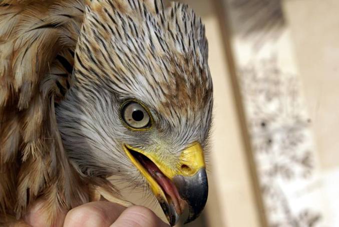 Liberados cuatro milanos reales en Zaragoza