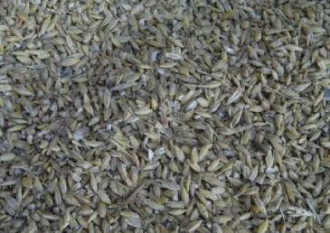 Oportunidad para adaptar cultivos al cambio climático