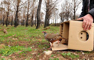 Repoblación con perdices rojas en las zonas afectadas por los incendios del verano de 2012 en Cataluña