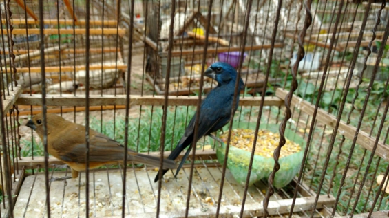 Argentina: Detuvieron en Mendoza a un hombre que vendía aves silvestres por Facebook