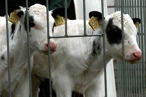 Europa a favor de que el veto a la clonación animal se extienda también a las crías