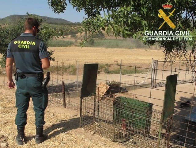 La Guardia Civil interviene una jaula de alimañas en una granja de Os de Balaguer (Lleida)