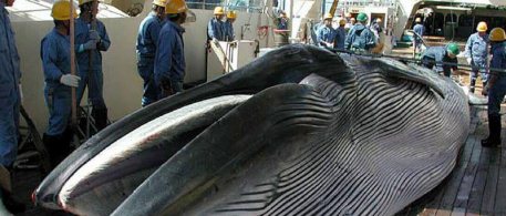 ¡América Latina ES la VOZ mundial por  la defensa de las ballenas!