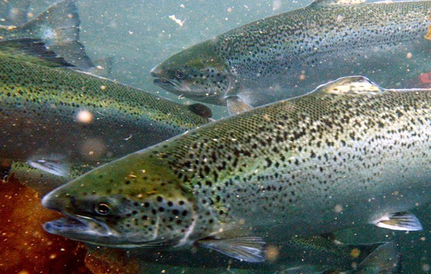 Salmonicultura chilena: hay soluciones