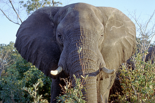 Botswana: donde naturaleza y solidaridad van de la mano