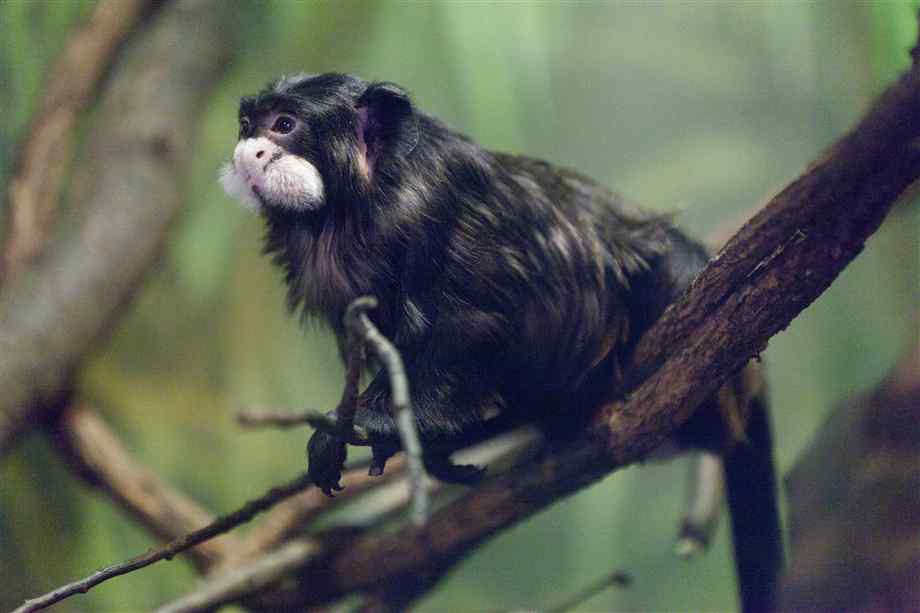 La competencia entre hembras lleva al infanticidio en algunos primates