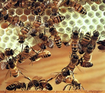 La Junta de Extremadura recuerda que el ajuste de las ayudas apícolas en los presupuestos es inferior al de otros sectores