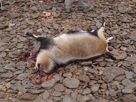 En Sierra de Gredos se puede matar una cabra montesa entre 400 a 4.000 euros