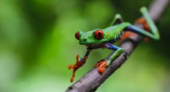 Ranas de ojos rojos en la reserva nicaragüense Montibelli
