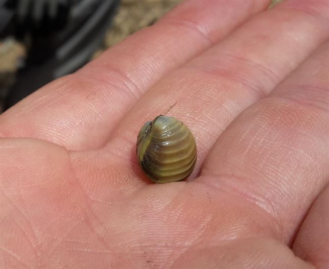 La almeja asiática se ‘instala’ en lAlbufera