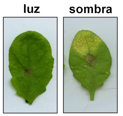 Por qué la sombra reduce las defensas de las plantas