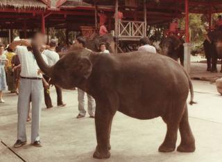 Turismo y Animales Santuarios de elefantes