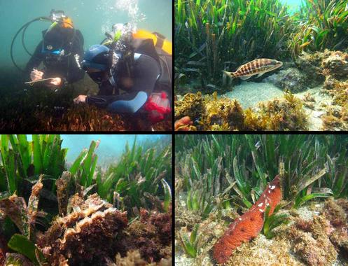 La extraordinaria diversidad de moluscos en el litoral de Mijas (Málaga)