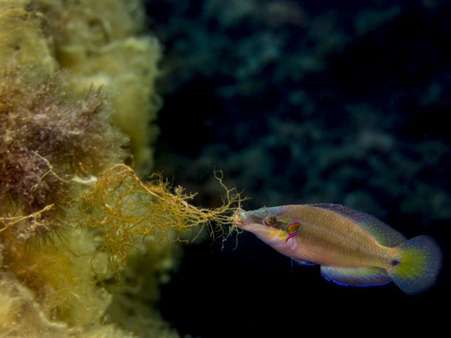 Primera prueba de que la acidificación altera la reproducción de peces