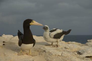 Las aves marinas juegan un importante papel en la dispersión y biodiversidad de parásitos