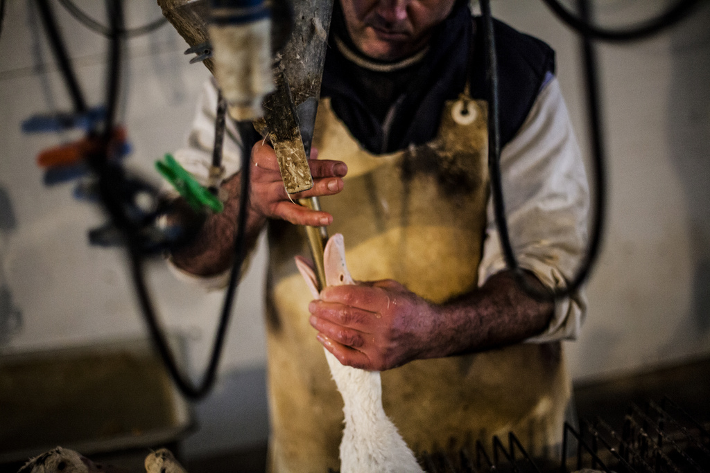 La mayor cadena de supermercados de Italia dejará de vender foie gras