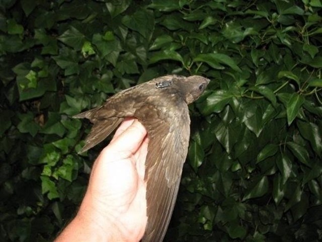 Diversas especies de aves africanas llegan a España por efecto del cambio climático