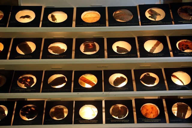 El cambio climático convierte a los parásitos en especies amenazadas