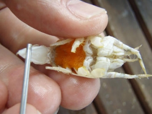 15.000 kilómetros hasta Hawai en busca de cangrejo de 3 cm