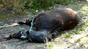 Matan a hachazos a un caballo de un vecino en Boiro (La Coruña)