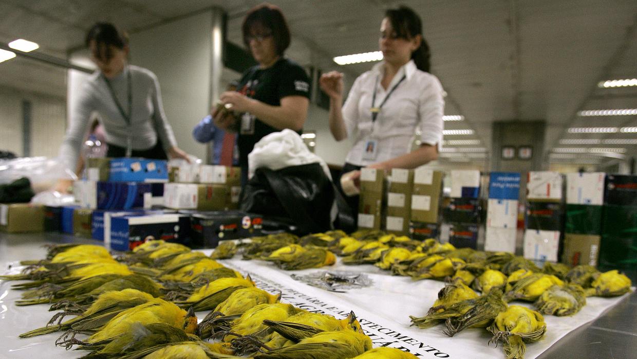 Perú pone en marcha una campaña nacional para frenar el tráfico de fauna silvestre